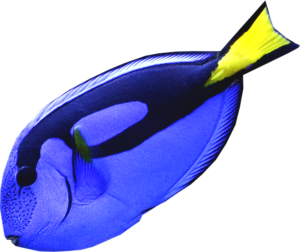Dory blue fish